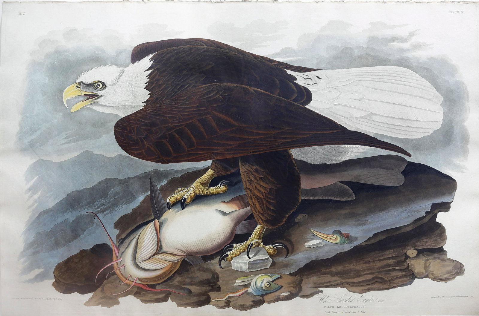 Audubon Aquatint, White-Headed Eagle (1 of 1)