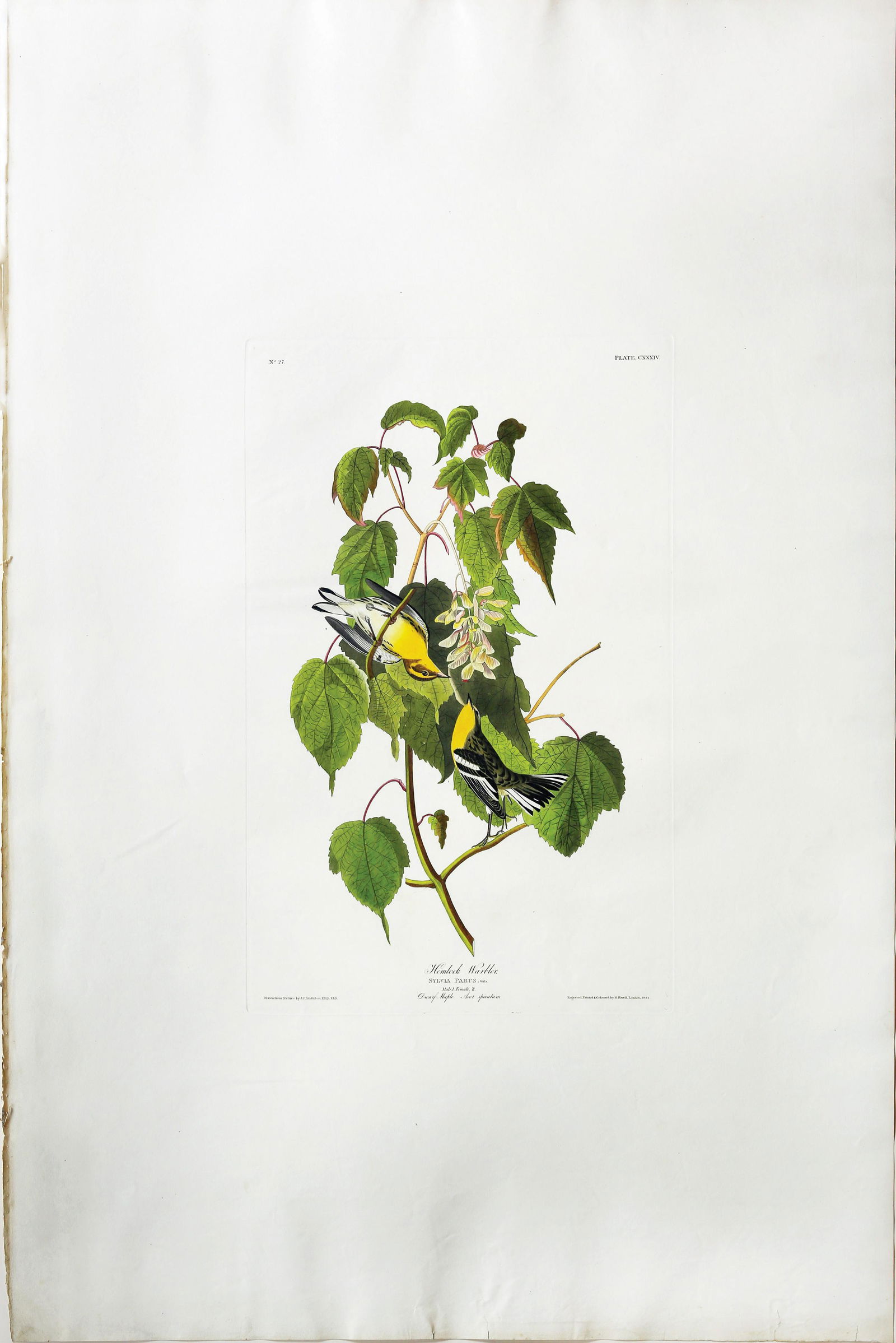 Audubon Aquatint, Hemlock Warbler (1 of 1)