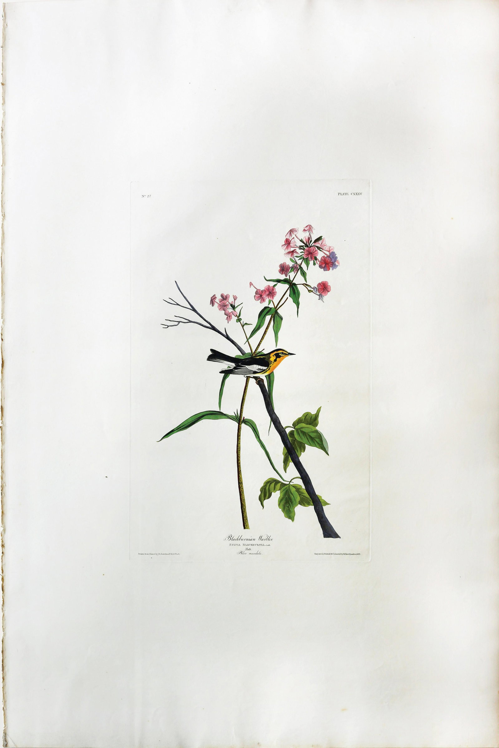 Audubon Aquatint, Blackburnian Warbler (1 of 1)