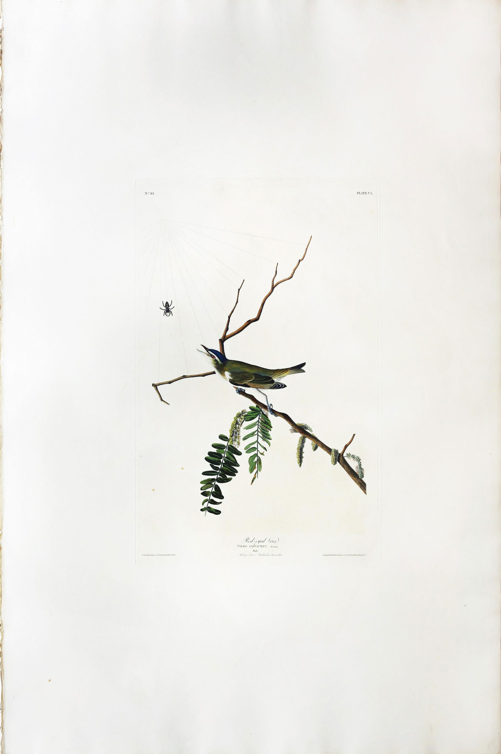 Audubon Aquatint, Red-Eyed Vireo (1 of 1)