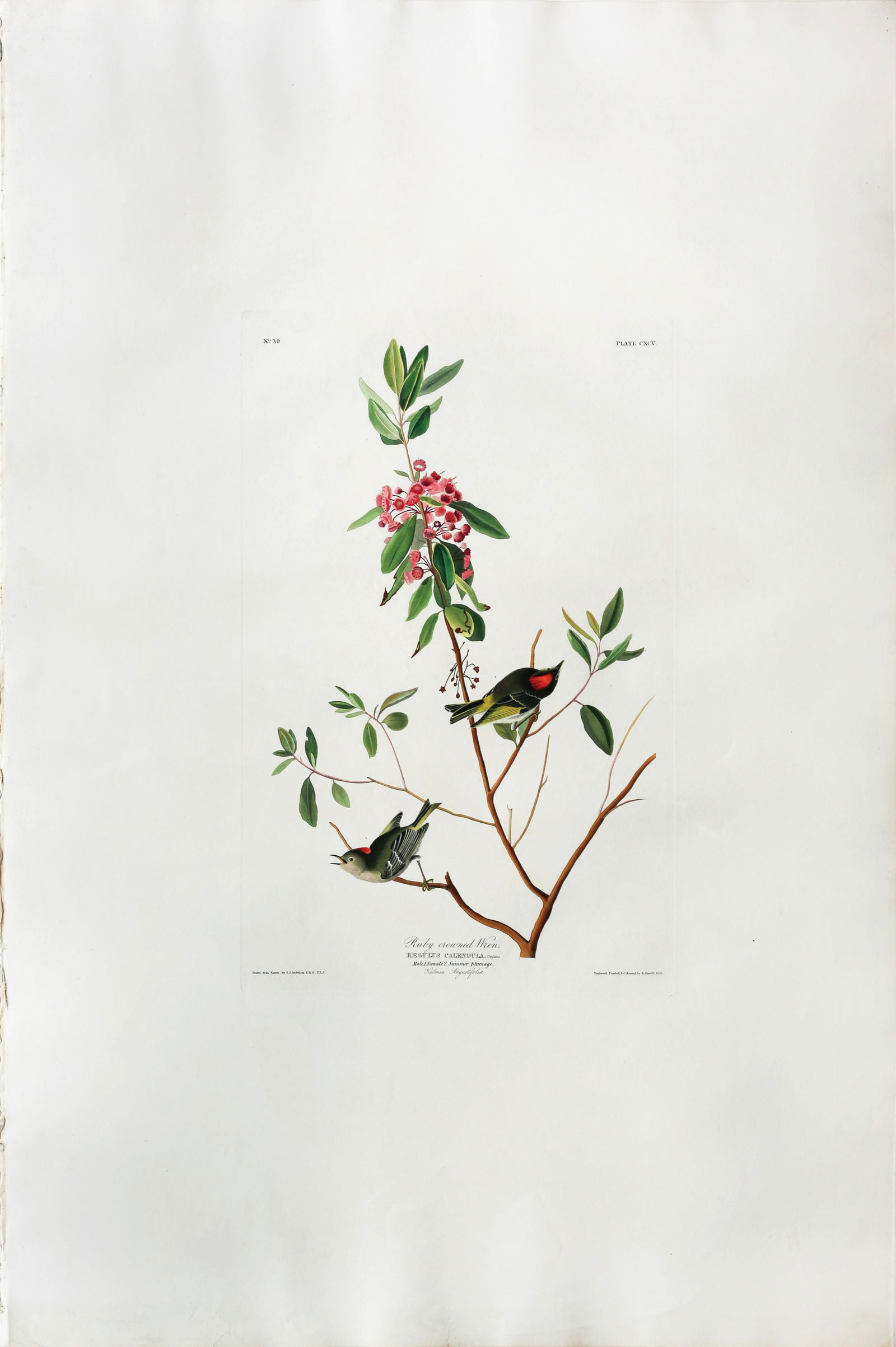 Audubon Aquatint, Ruby Crowned Wren (1 of 1)