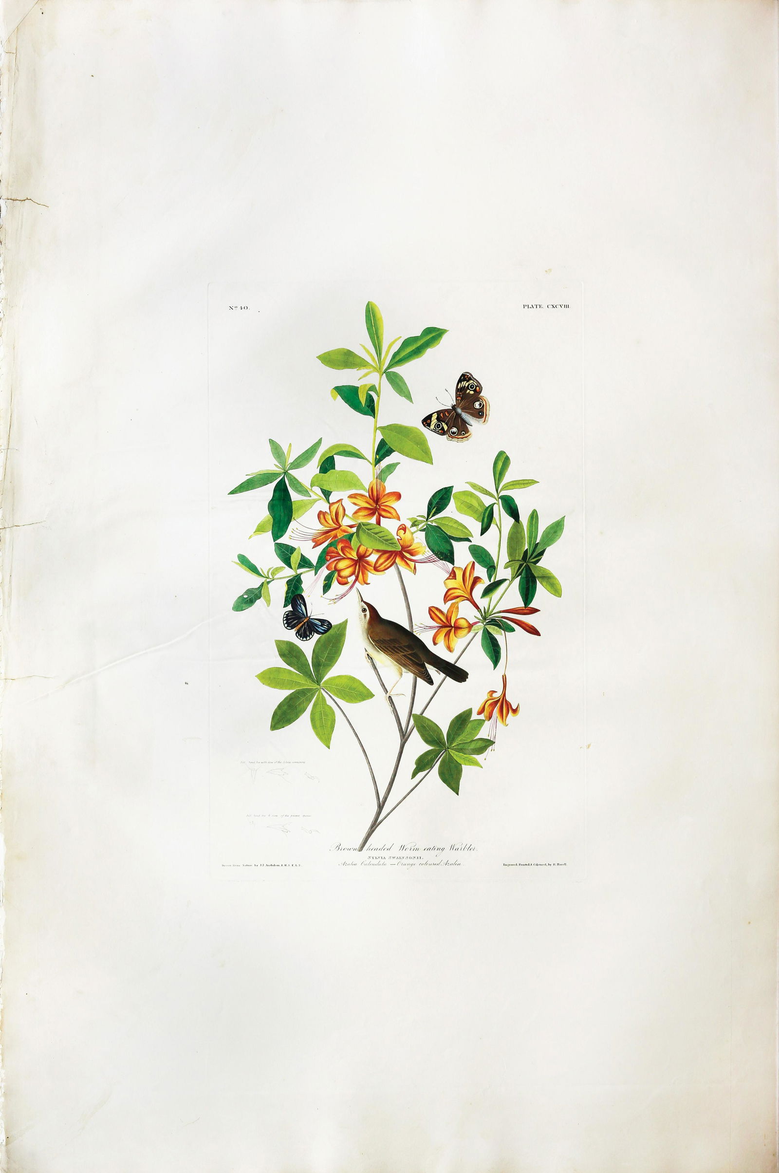 Audubon Aquatint, Brown Headed Worm Eating Warbler (1 of 1)