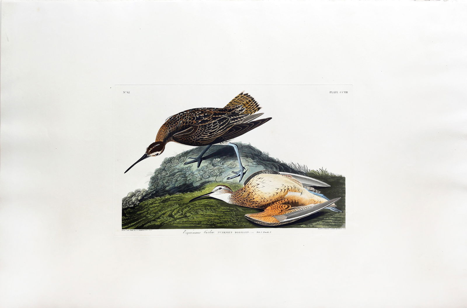 Audubon Aquatint, Esquimaux Curlew (1 of 1)
