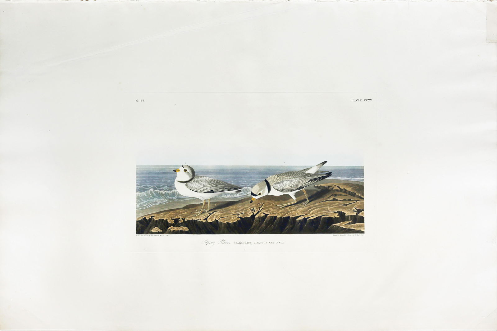 Audubon Aquatint, Piping Plover (1 of 1)