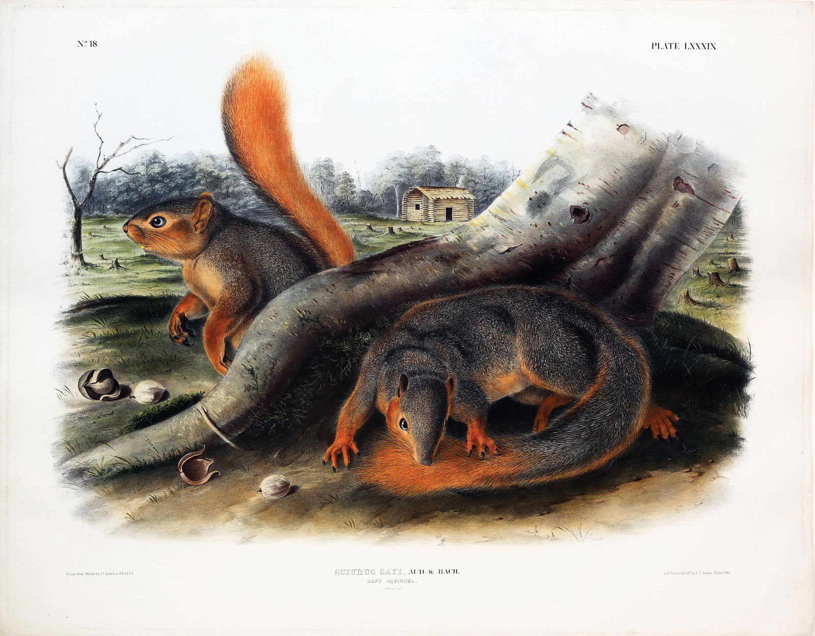 Audubon Quadruped, Say (1 of 1)