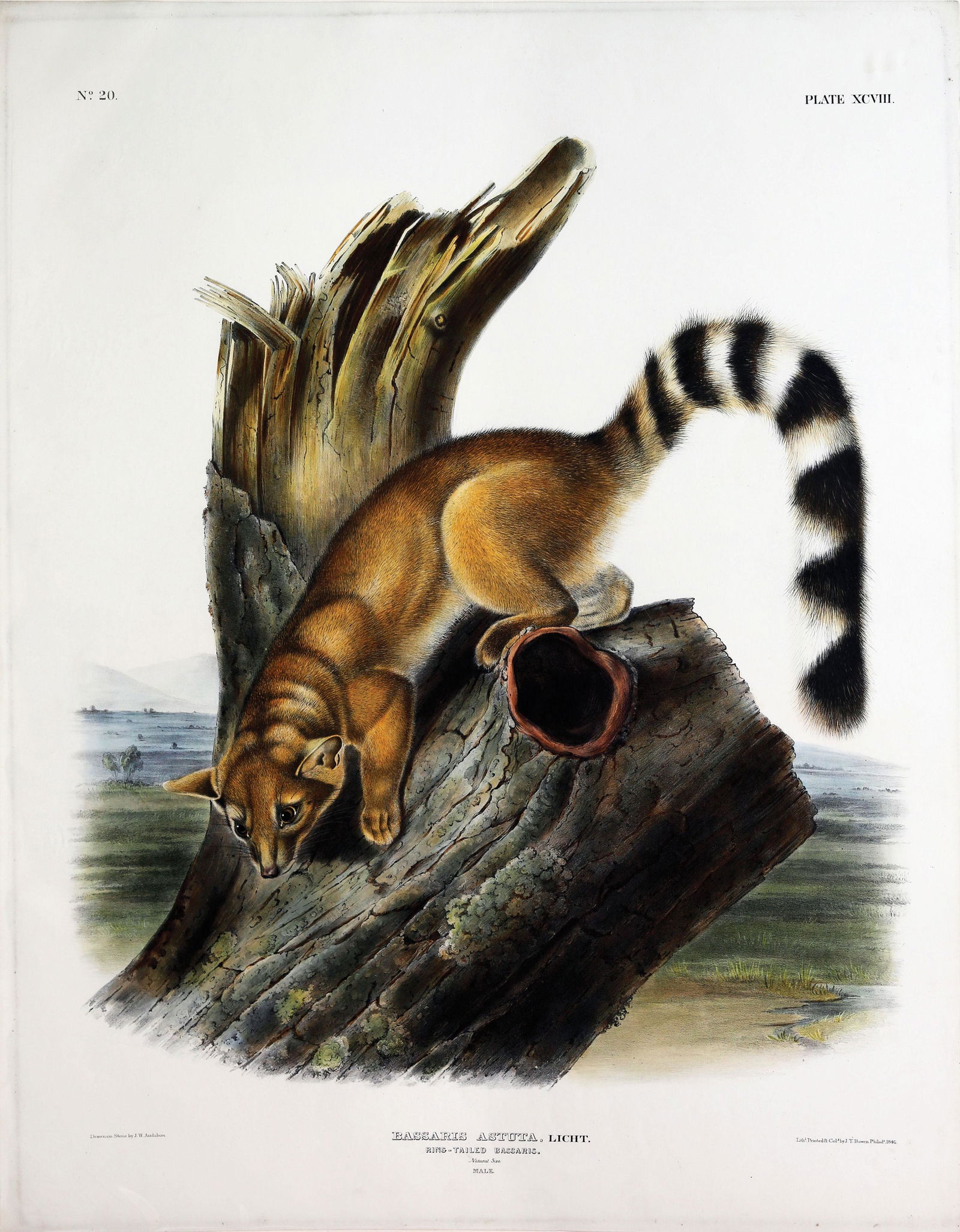 Audubon Quadruped, Ring-Tailed Bassaris (1 of 1)