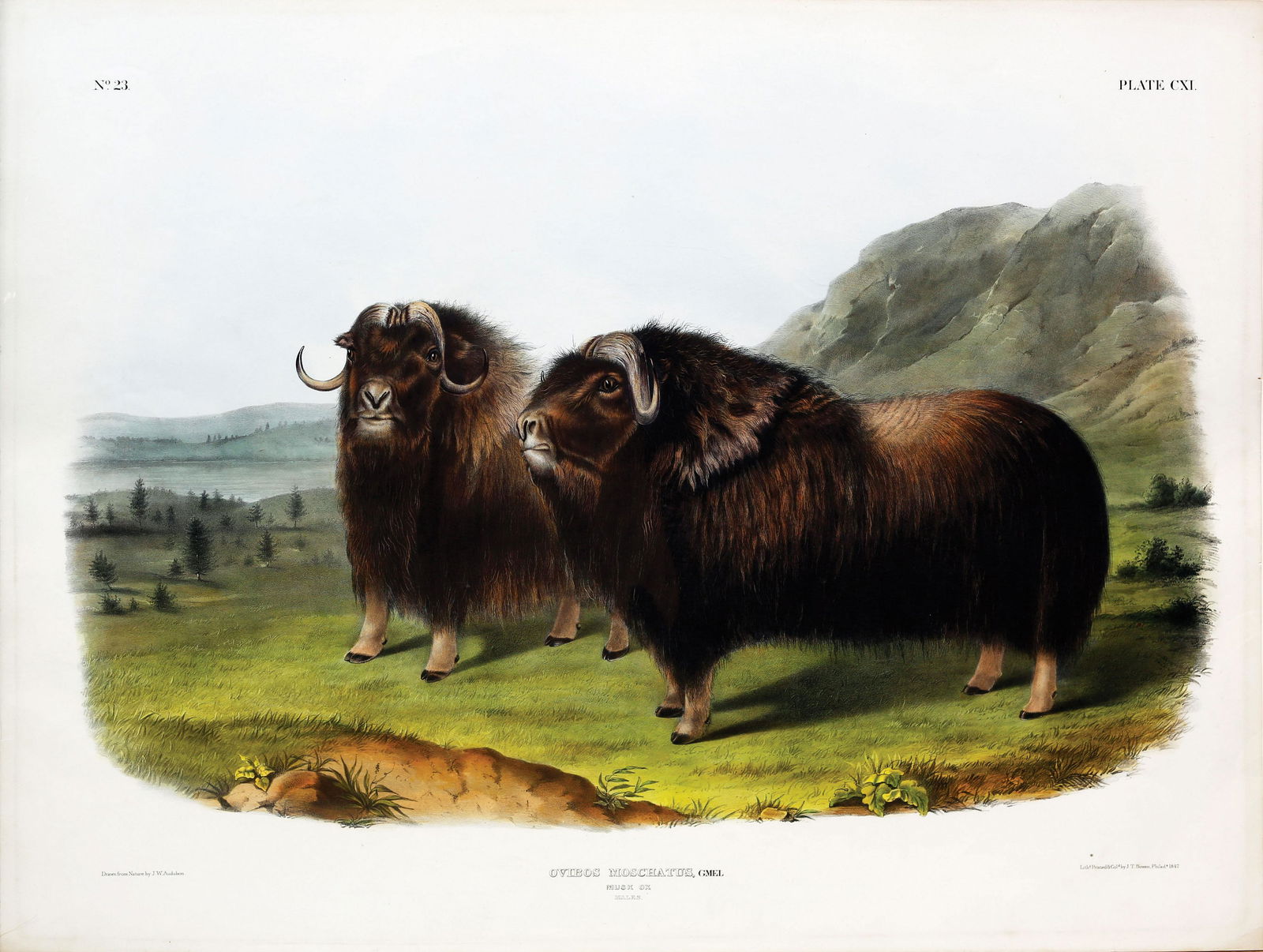 Audubon Quadruped, Musk Ox (1 of 1)