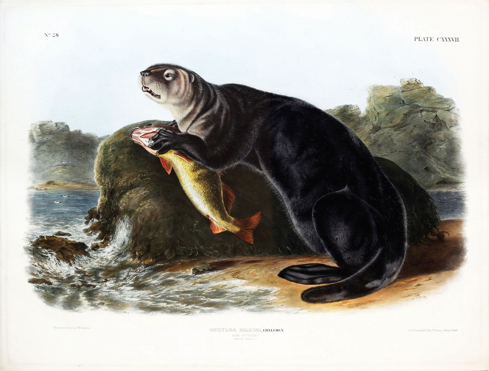 Audubon Quadruped, Sea Otter (1 of 1)