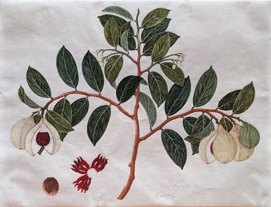 Company School Fruit Watercolor (1 of 2)