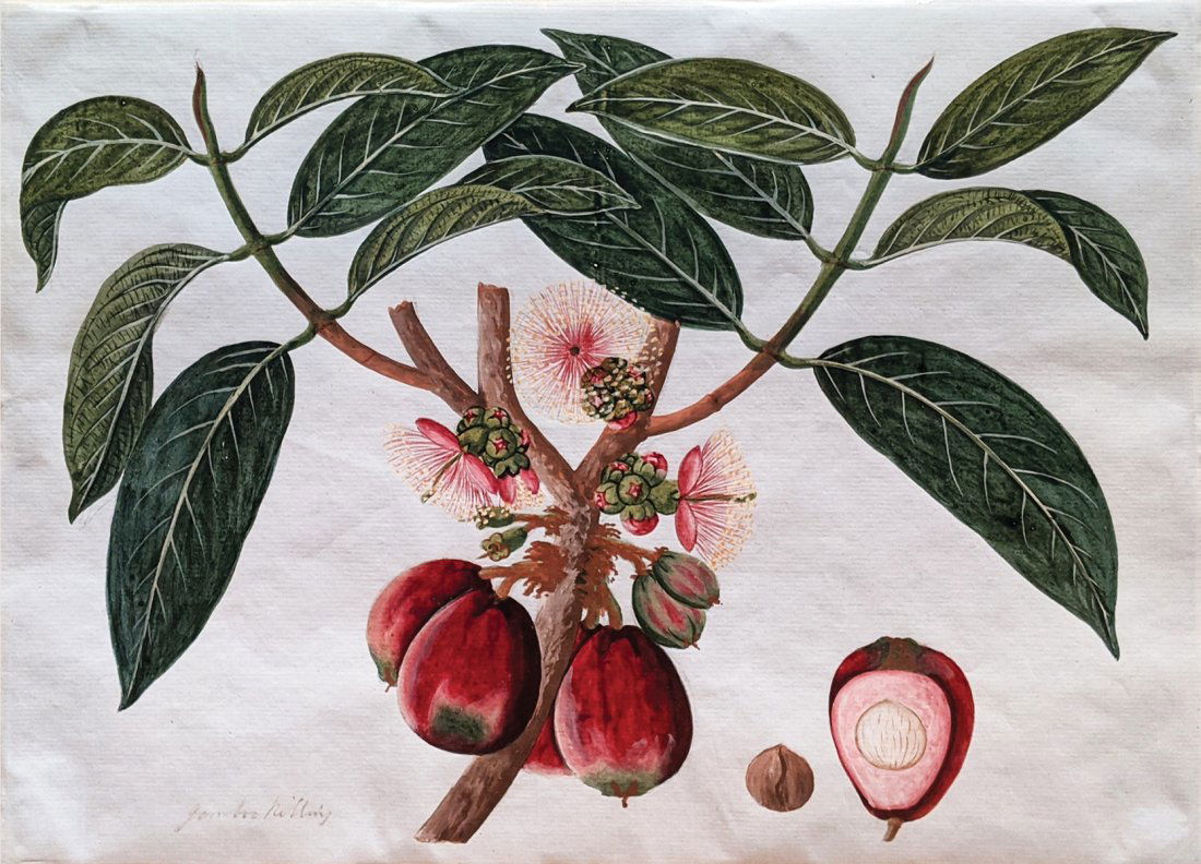 Company School Fruit Watercolor (1 of 2)