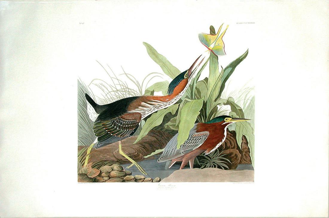 Audubon Aquatint, Green Heron (1 of 1)