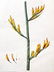Redoute Original Watercolor, New Zealand Flax
