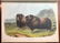 Full Set of Audubon Quadrupeds - 4