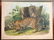 Full Set of Audubon Quadrupeds - 5