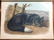 Full Set of Audubon Quadrupeds - 6