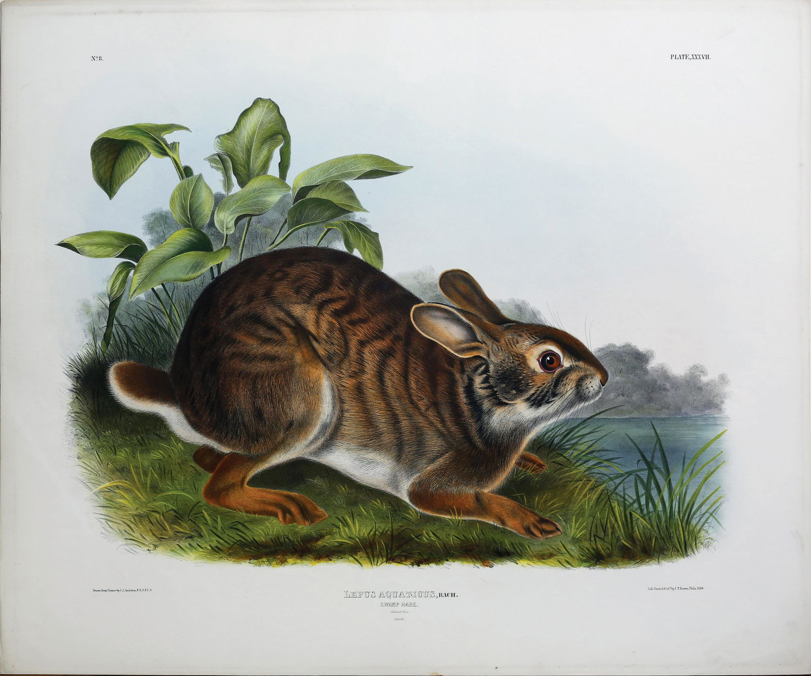 Audubon Quad, Swamp Hare (1 of 1)