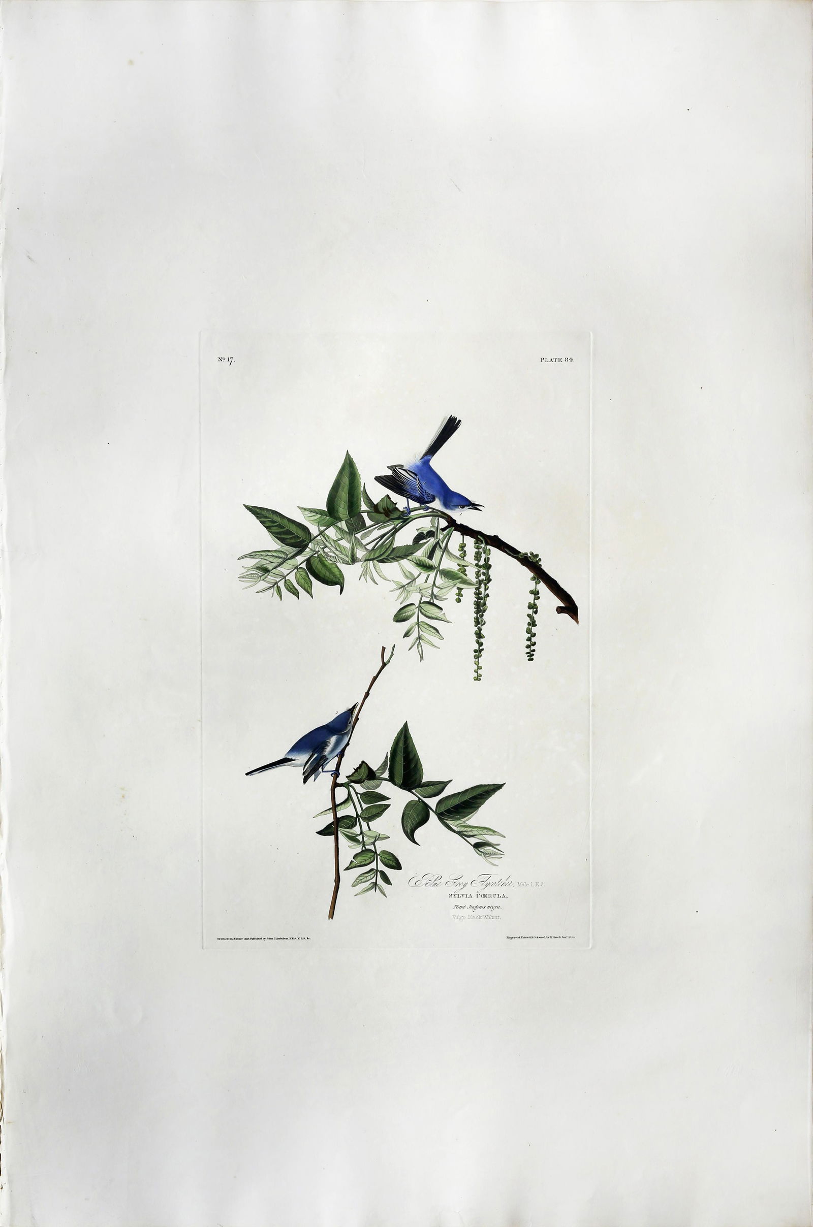 Audubon Aquatint, Blue-Grey Flycatcher (1 of 1)