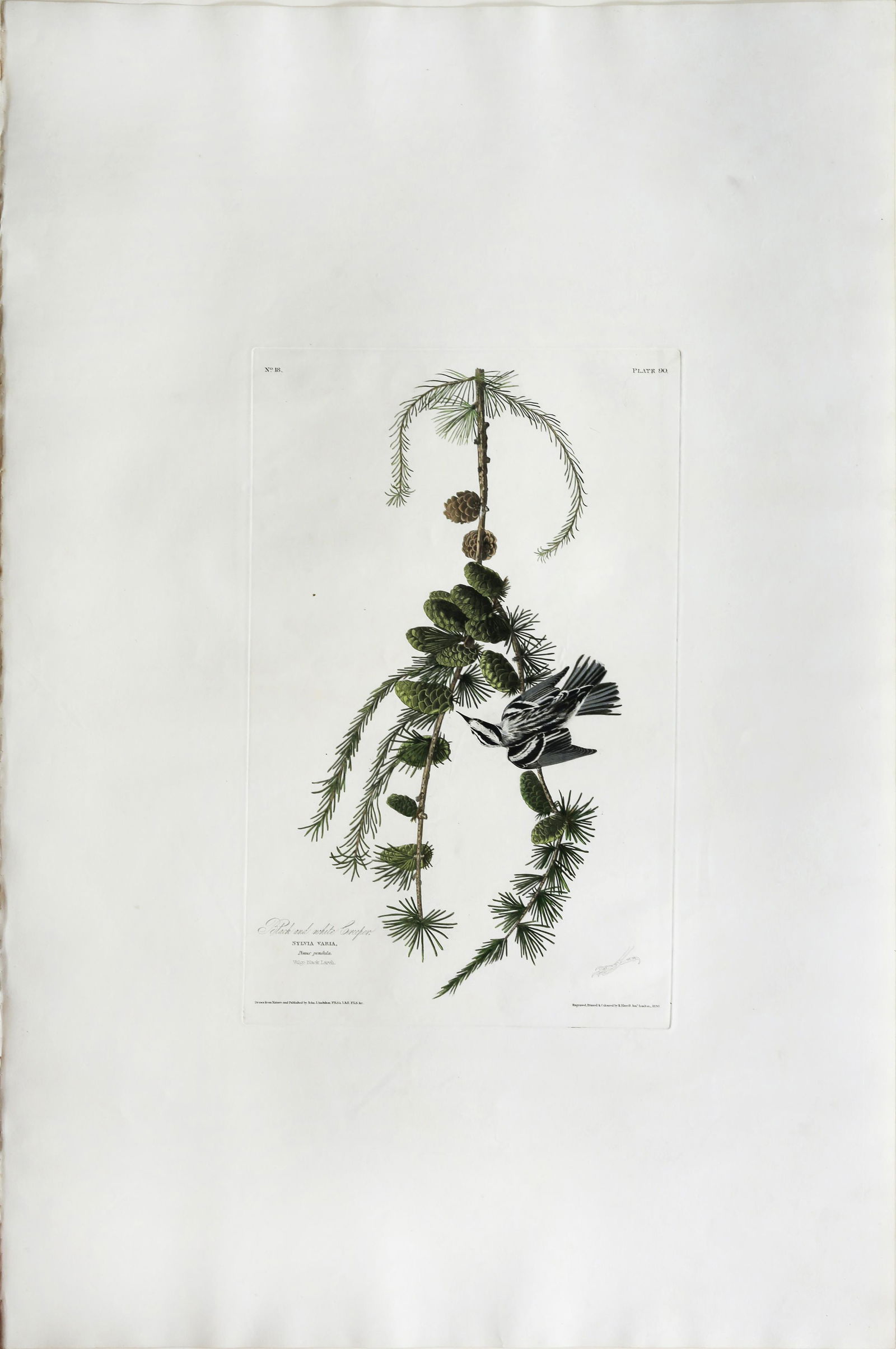 Audubon Aquatint, Black and White Creeper (1 of 1)