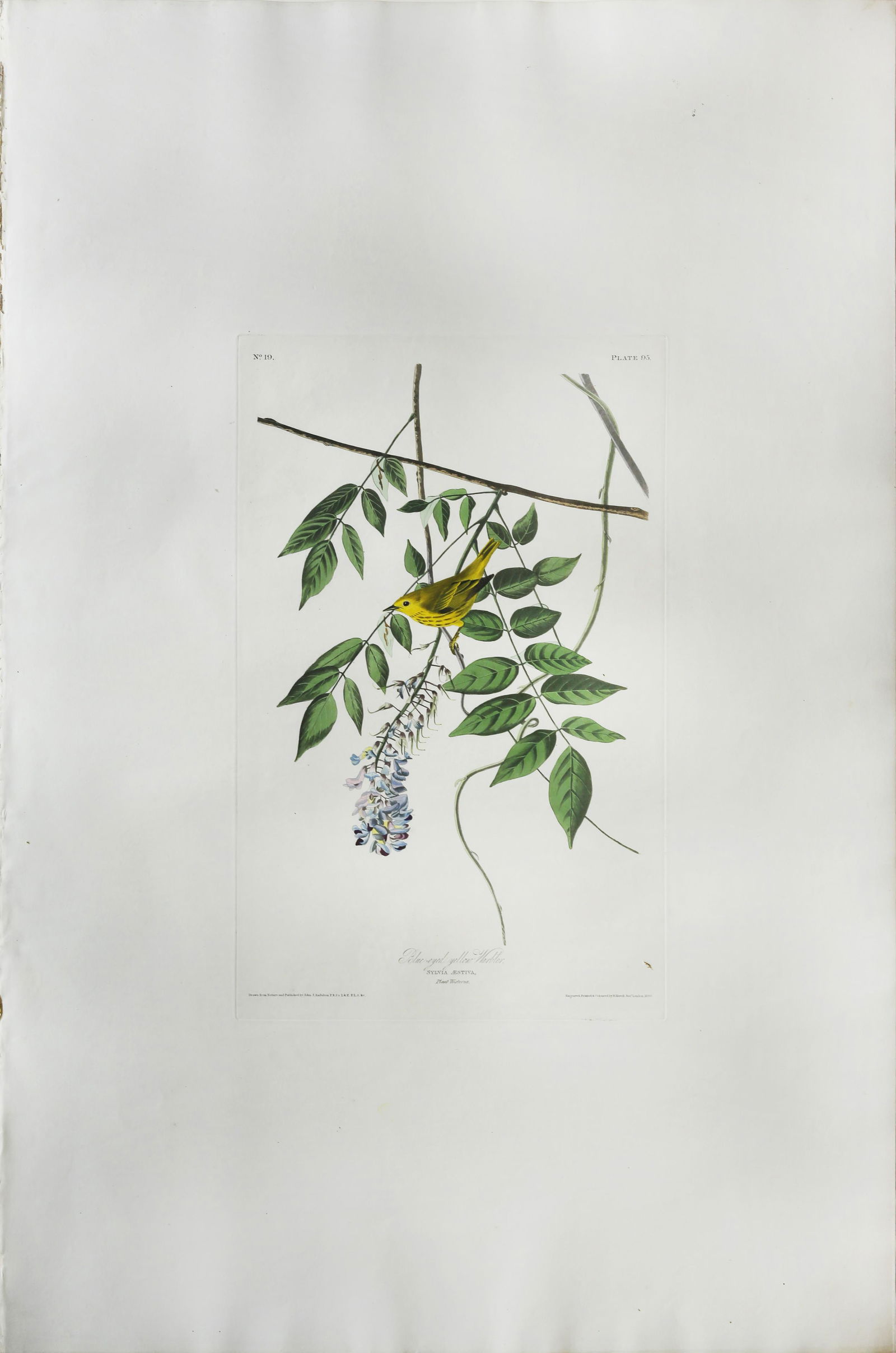 Audubon Aquatint, Blue Eyed Yellow Warbler or (1 of 1)