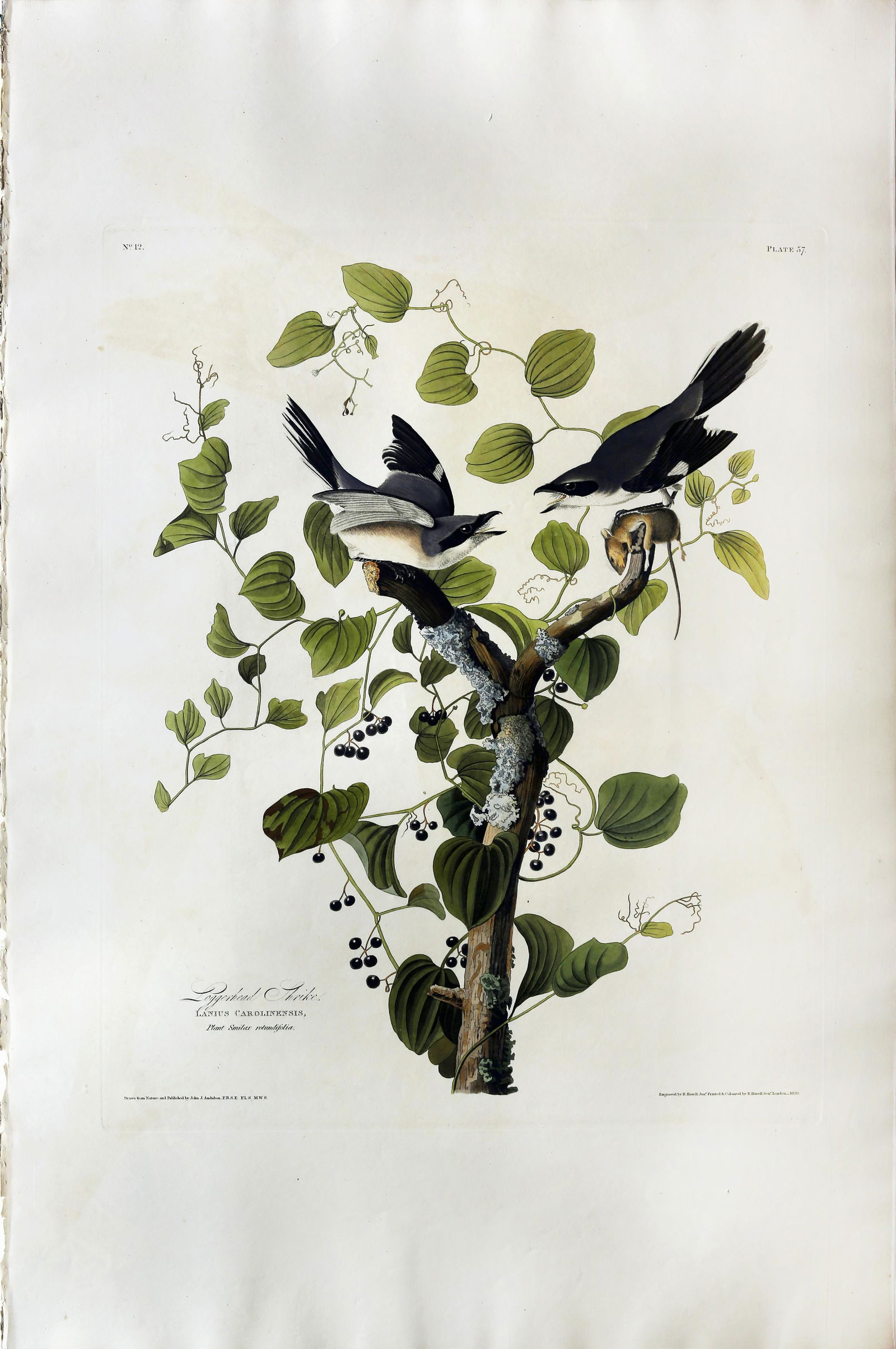 Audubon Aquatint, Loggerhead Shrike (1 of 1)