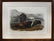 Audubon Lithograph, American Bison Female - 2