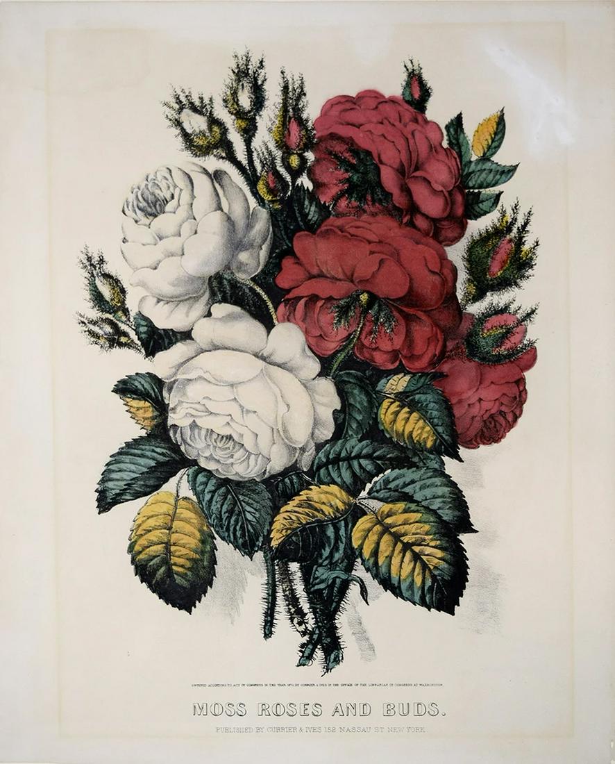 Currier & Ives, Moss Roses and Buds: CURRIER, Nathaniel (1813 - 1888) and IVES, James Merritt (1824 - 1895).Moss Roses and Buds.Lithograph with original hand color.New York: Currier & Ives, 1870.15" x 12" sheet.Gale Number: 4587.