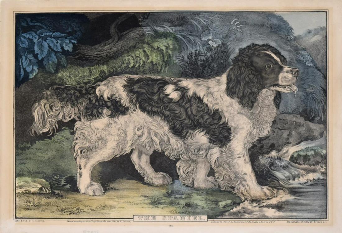 Currier, The Spaniel.: CURRIER, Nathaniel (1813 - 1888).The Spaniel.Lithograph with original hand color.New York: Nathaniel Currier, 1848.10" x 14" sheet.Gale Number: 6036.