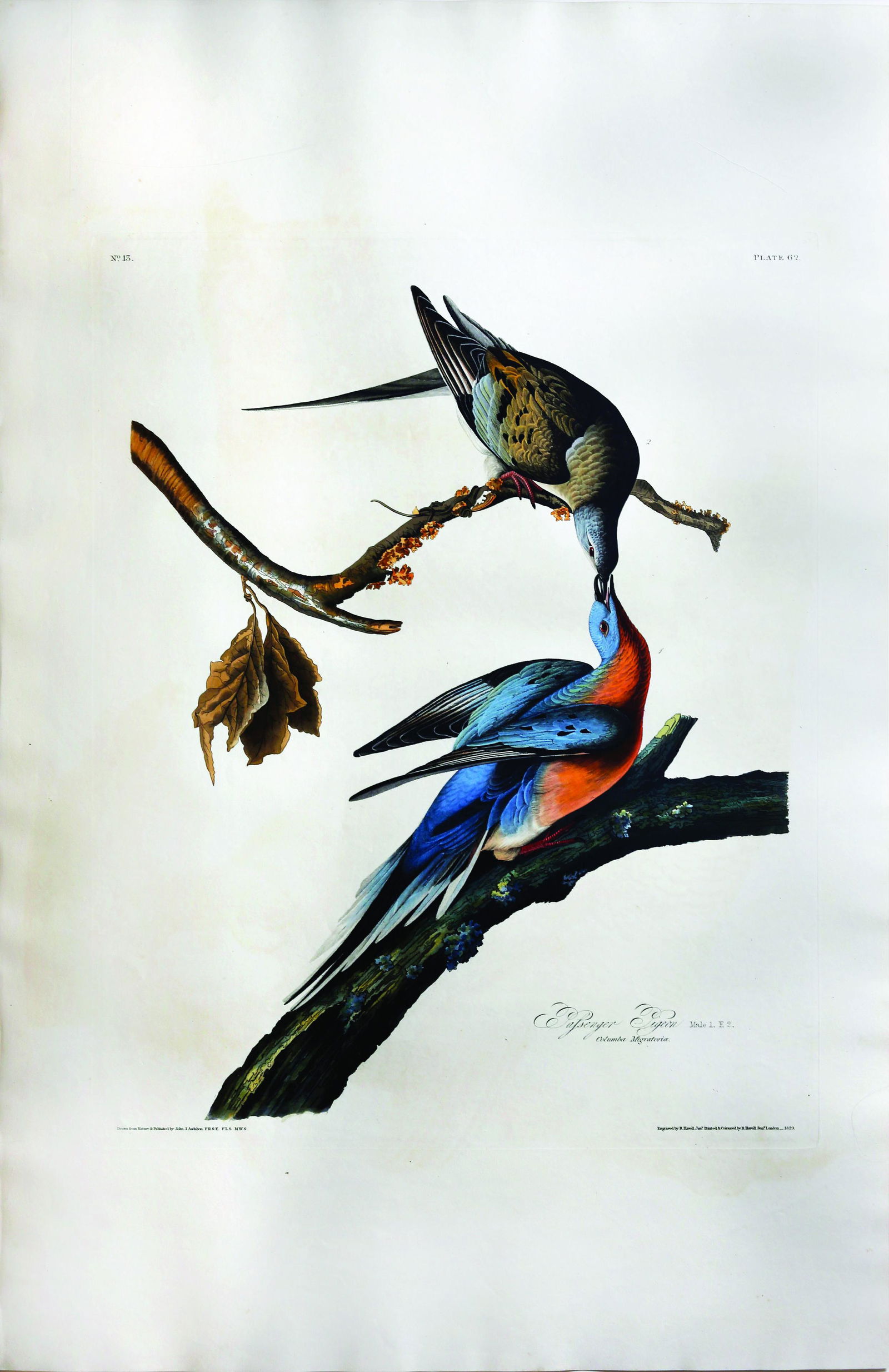 Audubon, Passenger Pigeon, Plate 62: AUDUBON, John James (1785 - 1851). Passenger Pigeon, Plate 62. Aquatint engraving with original hand color. London: Robert Havell, 1827-1838. 25 3/4" x 38" sheet. Comparable: Arader Galleries, 2019 -