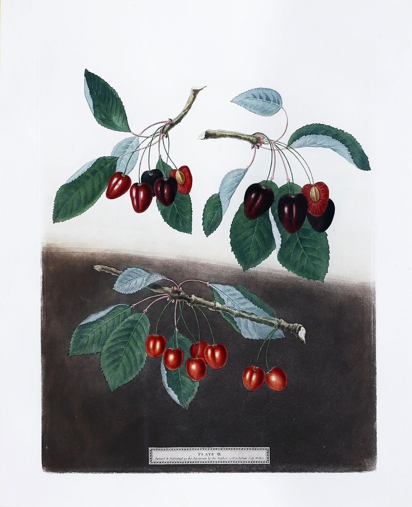 Brookshaw, Cherries, Plate 9: BROOKSHAW, George (c. 1751-1823). Cherries, Plate 9. Aquatint with stipple engraving and original hand color. London: 1804-1812. 19 1/4" x 15 1/2" visible, 30" x 26" framed. George Brookshaw's splendi