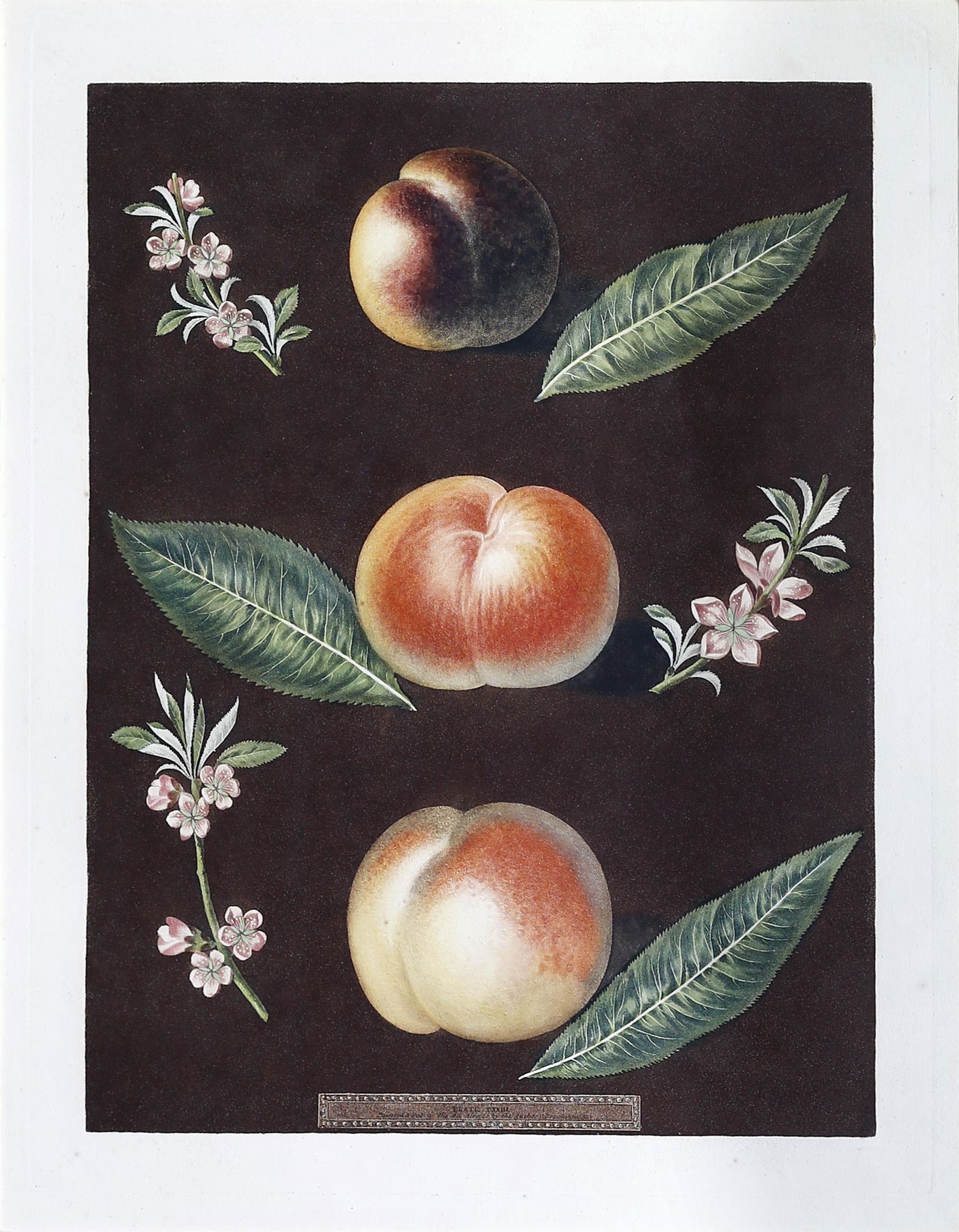 Brookshaw, Peaches, Plate 33: BROOKSHAW, George (c. 1751-1823). Peaches, Plate 33. Aquatint with stipple engraving and original hand color. London: 1804-1812. 19" x 14 3/4" visible, 28" x 24" framed.