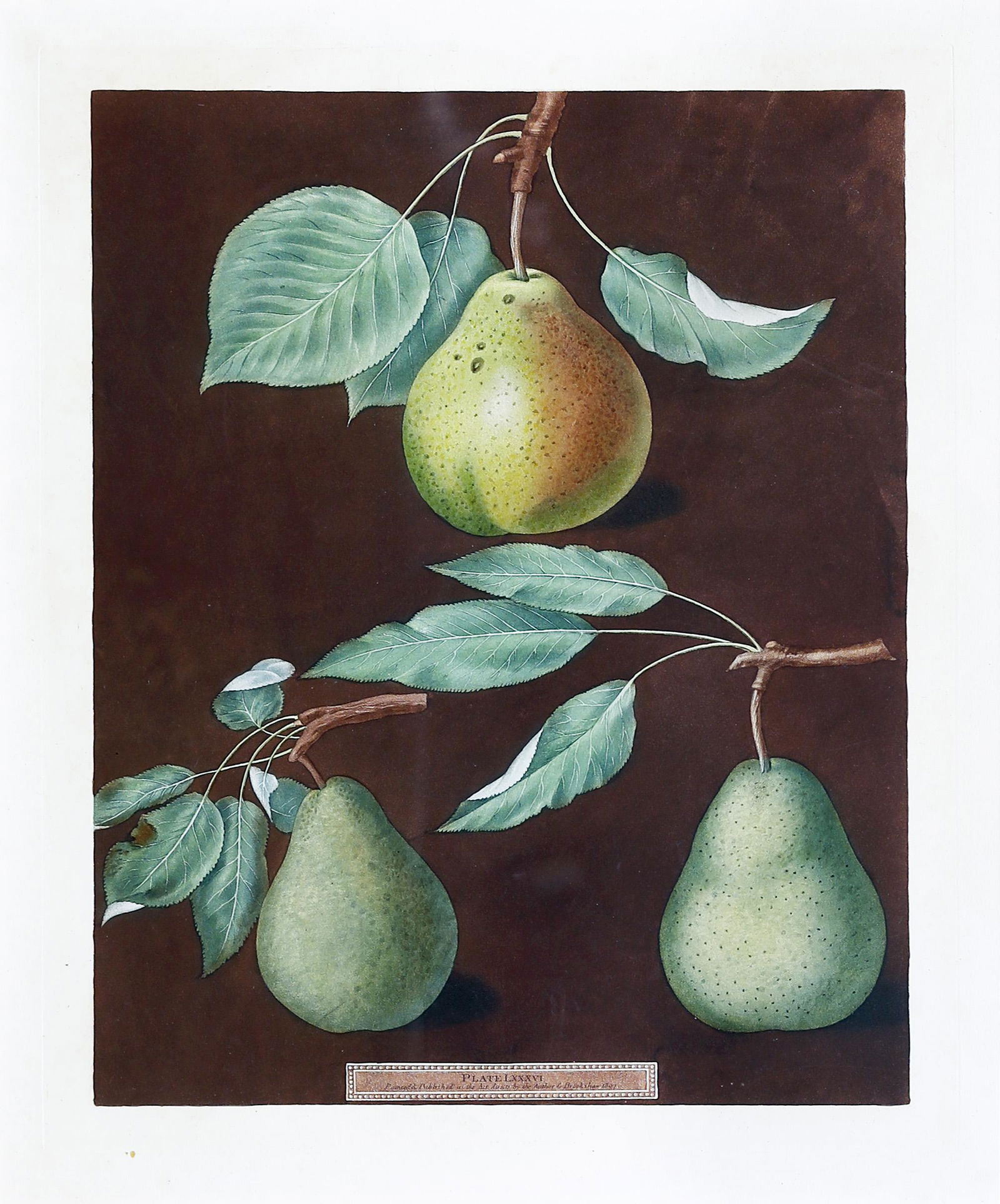 Brookshaw, Pear, Plate 86: BROOKSHAW, George (c. 1751-1823). Pear, Plate 86. Aquatint with stipple engraving and original hand color. London: 1804-1812. 19 1/4" x 15" visible, 28 1/2" x 24 1/2" framed.