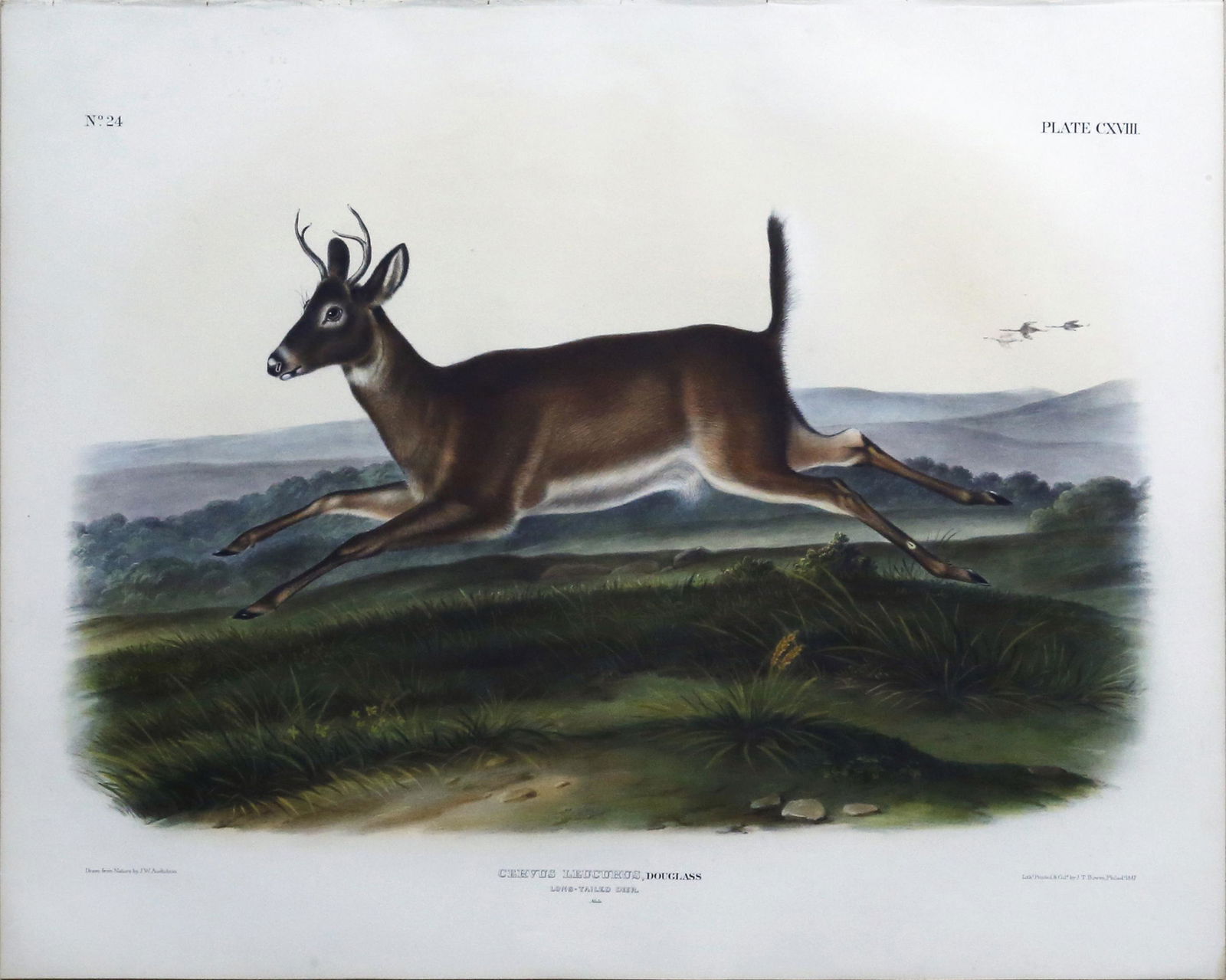 Audubon Lithograph, Long-Tailed Deer: AUDUBON, John James (1785 - 1851). Long-Tailed Deer, Plate 118. Lithograph with original hand color. From Viviparous Quadrupeds of North America. New York: 1845-1848. 21 3/8" x 27" sheet, 30" x 36" fr
