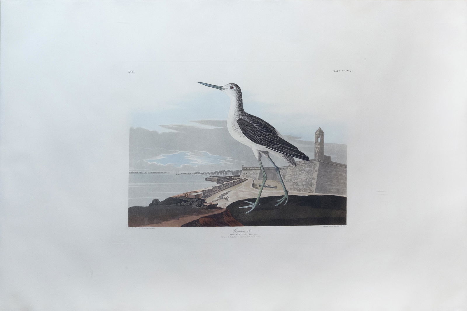 Audubon Aquatint, Greenshank (1 of 2)