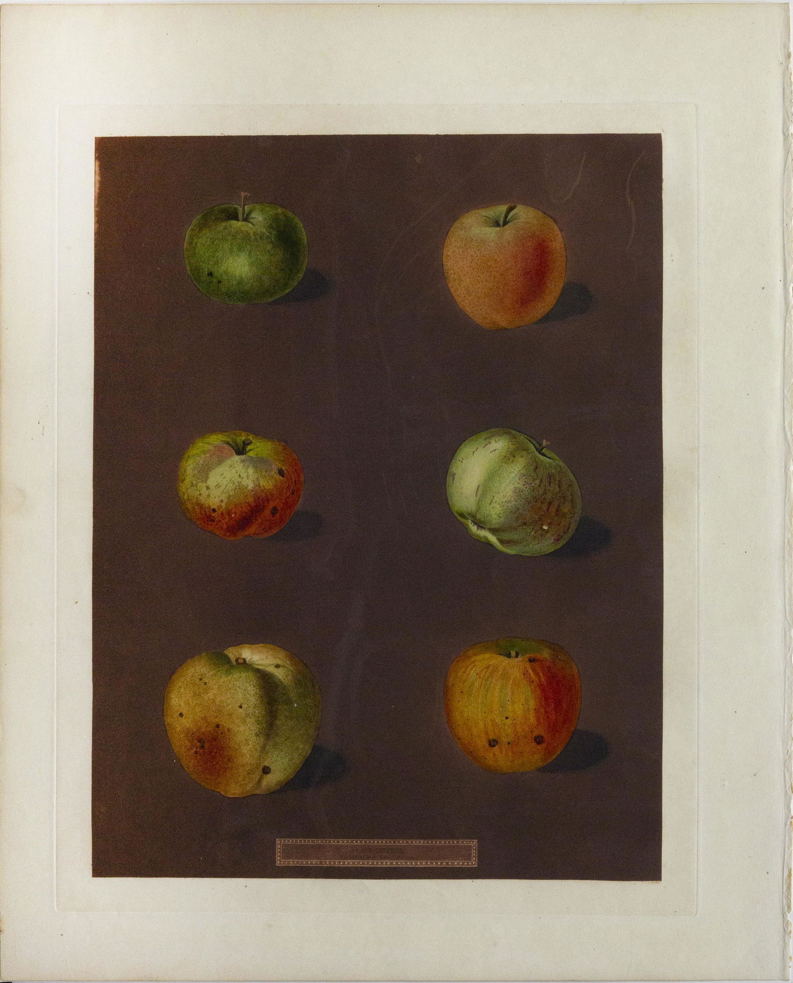 Group of 3 Brookshaw Fruit Engravings: [Natural History, engraving] BROOKSHAW, George (c. 1751-1823). [Group of 3 Brookshaw Apples] 1. Plate LXXXVIII 22 1/2" x 18 1/2" sheet. 2. Plate XCI - 22 1/2" x 18" sheet. 3. Plate XCIII - 22 1/2" x 1
