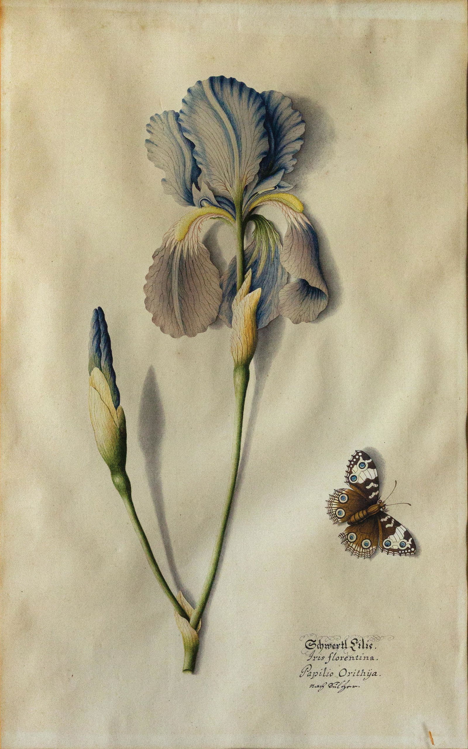 German School Original Watercolor of an Iris (1 of 2)