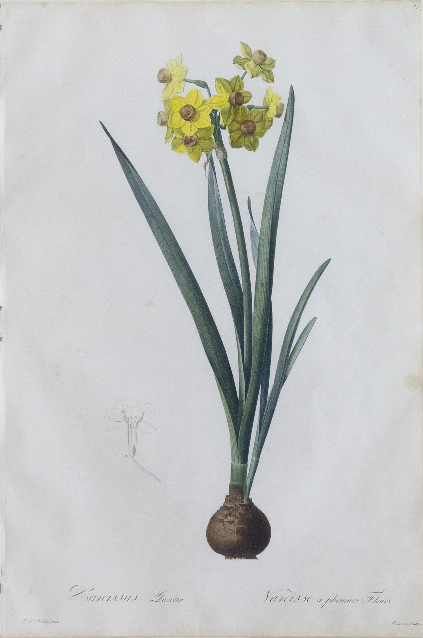 Redoute Stipple Engraving, Narcissus Laxella (1 of 2)