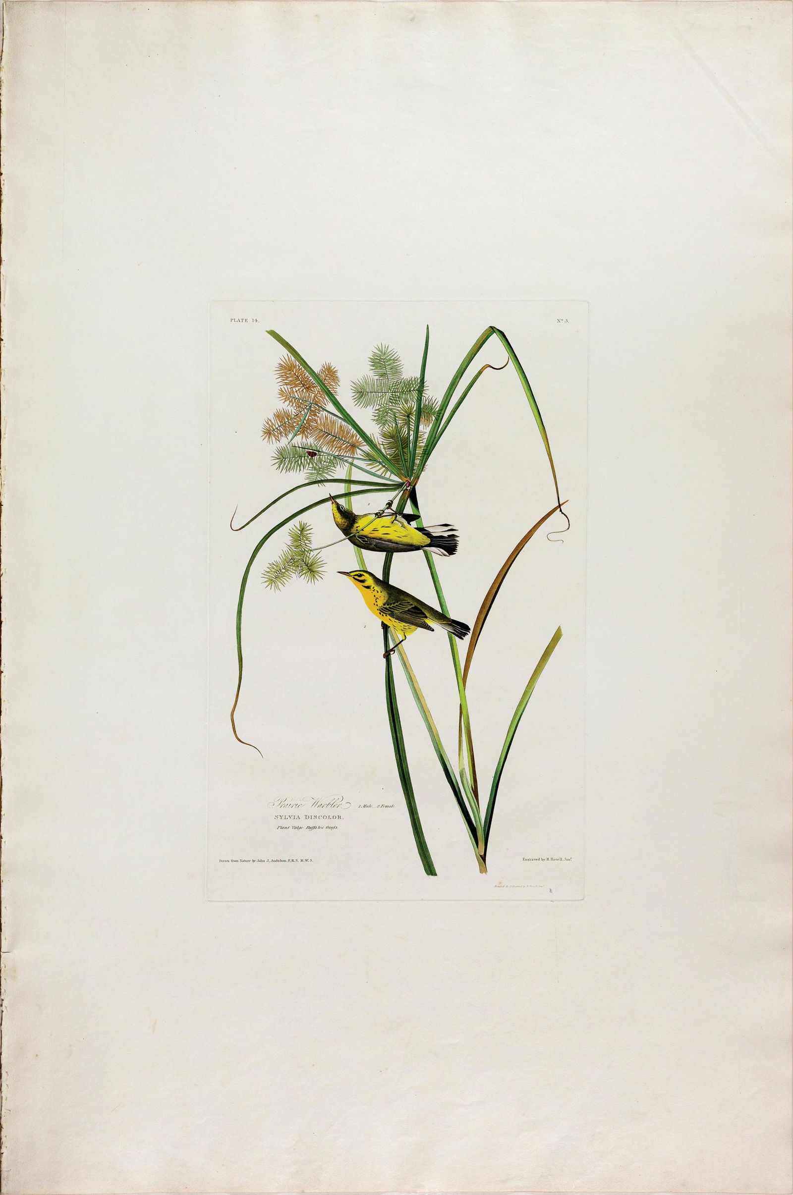 Audubon Aquatint, Prairie Warbler (1 of 1)