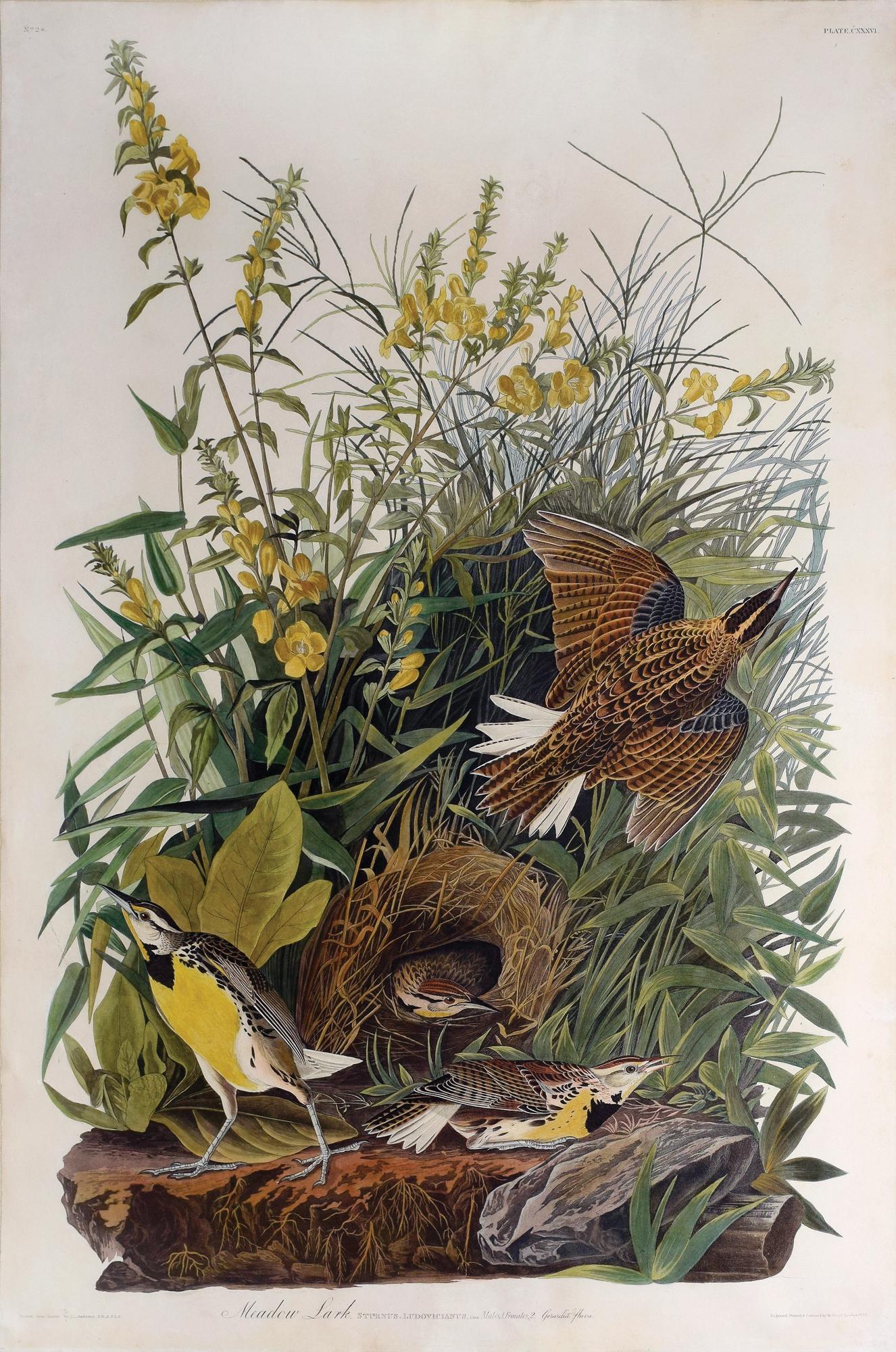 Audubon Aquatint, Meadowlark (1 of 1)