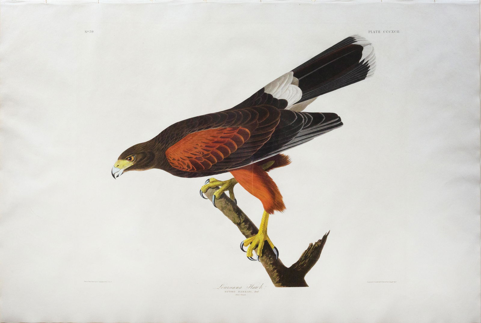 Audubon Aquatint, Louisiana Hawk (1 of 1)