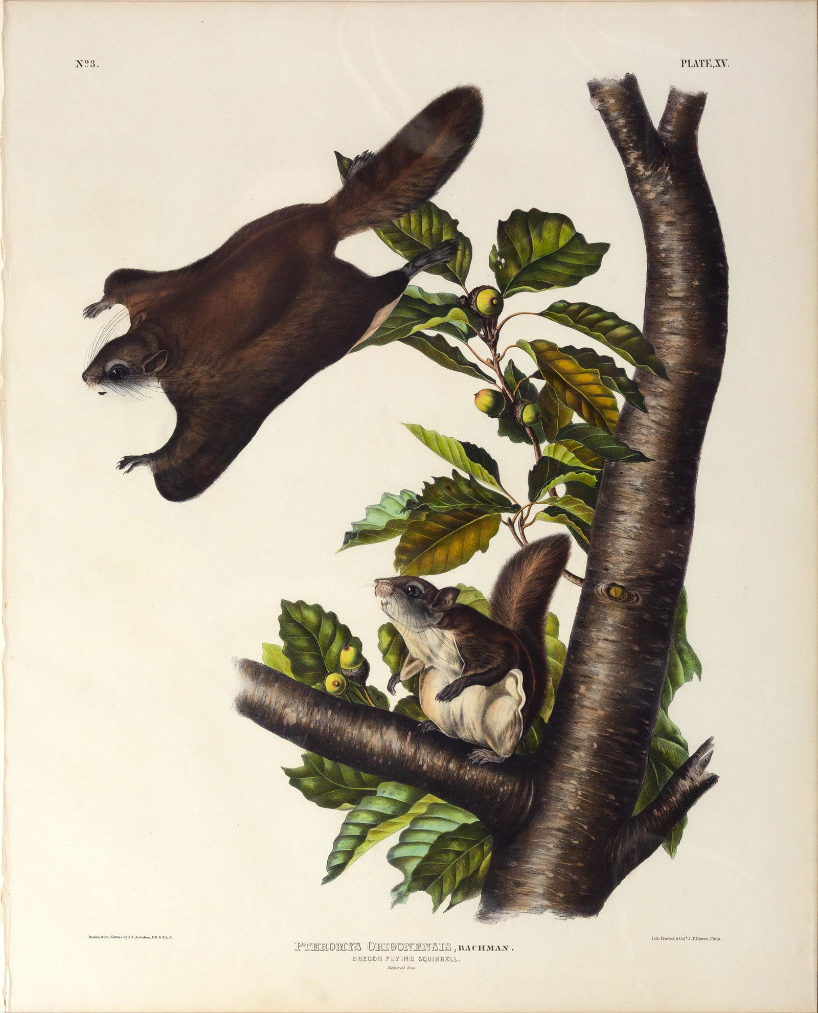 Audubon Quadruped Lithograph - Oregon Flying Squirrel (1 of 1)