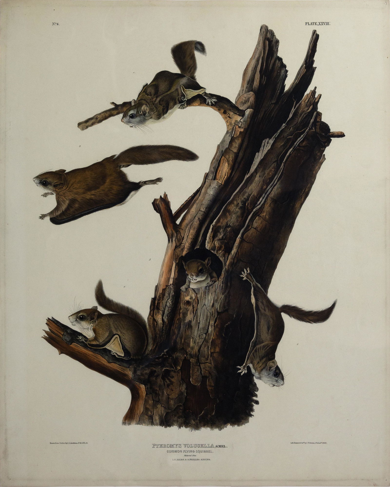 Audubon Quadruped Lithograph - Common Flying Squirrel (1 of 1)