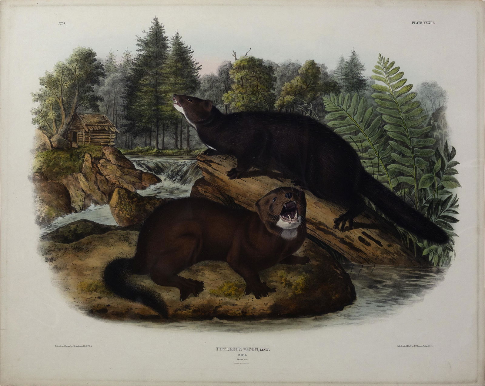 Audubon Quadruped Lithograph - Mink (1 of 1)