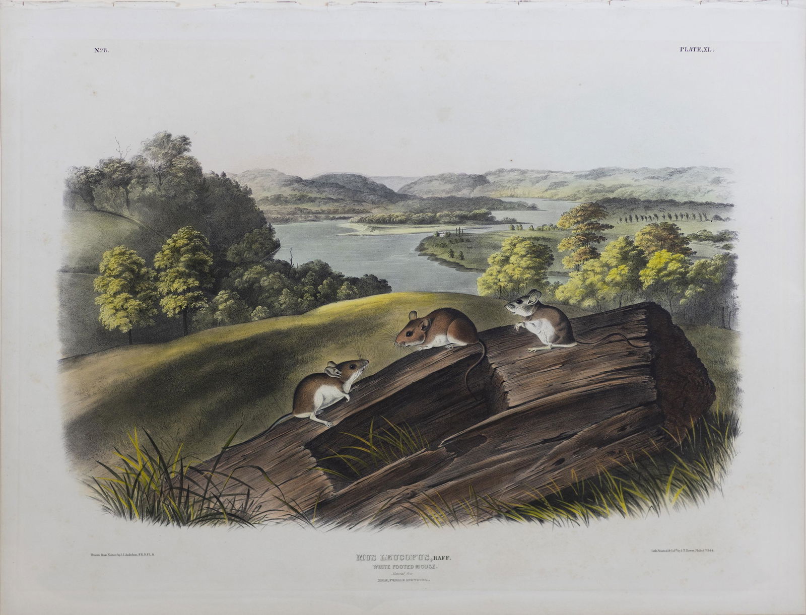 Audubon Quadruped Lithograph - White Footed Mouse (1 of 1)