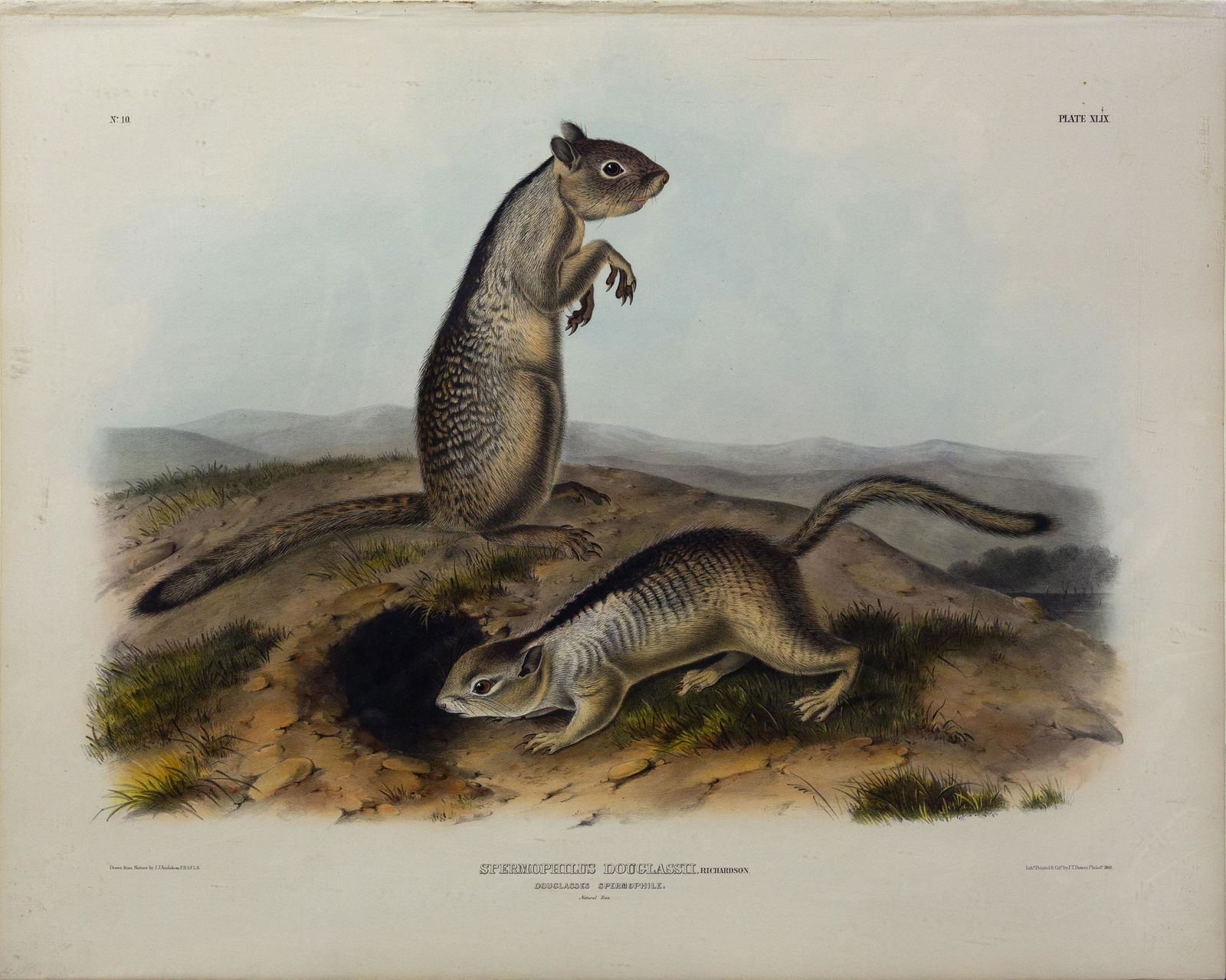 Audubon Quadruped Lithograph - Douglasse's Spermophile (1 of 1)