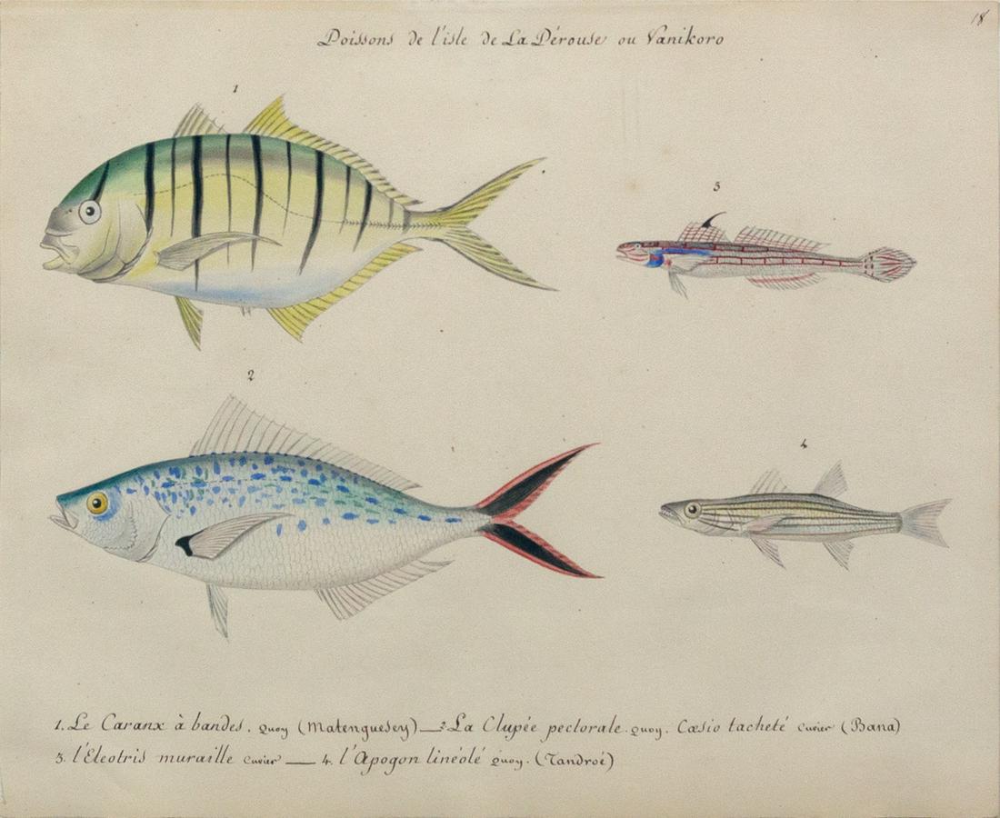 Freminville Original Watercolors, Poissons de L'Isle de La Perouse ou Vanikoro (1 of 3)
