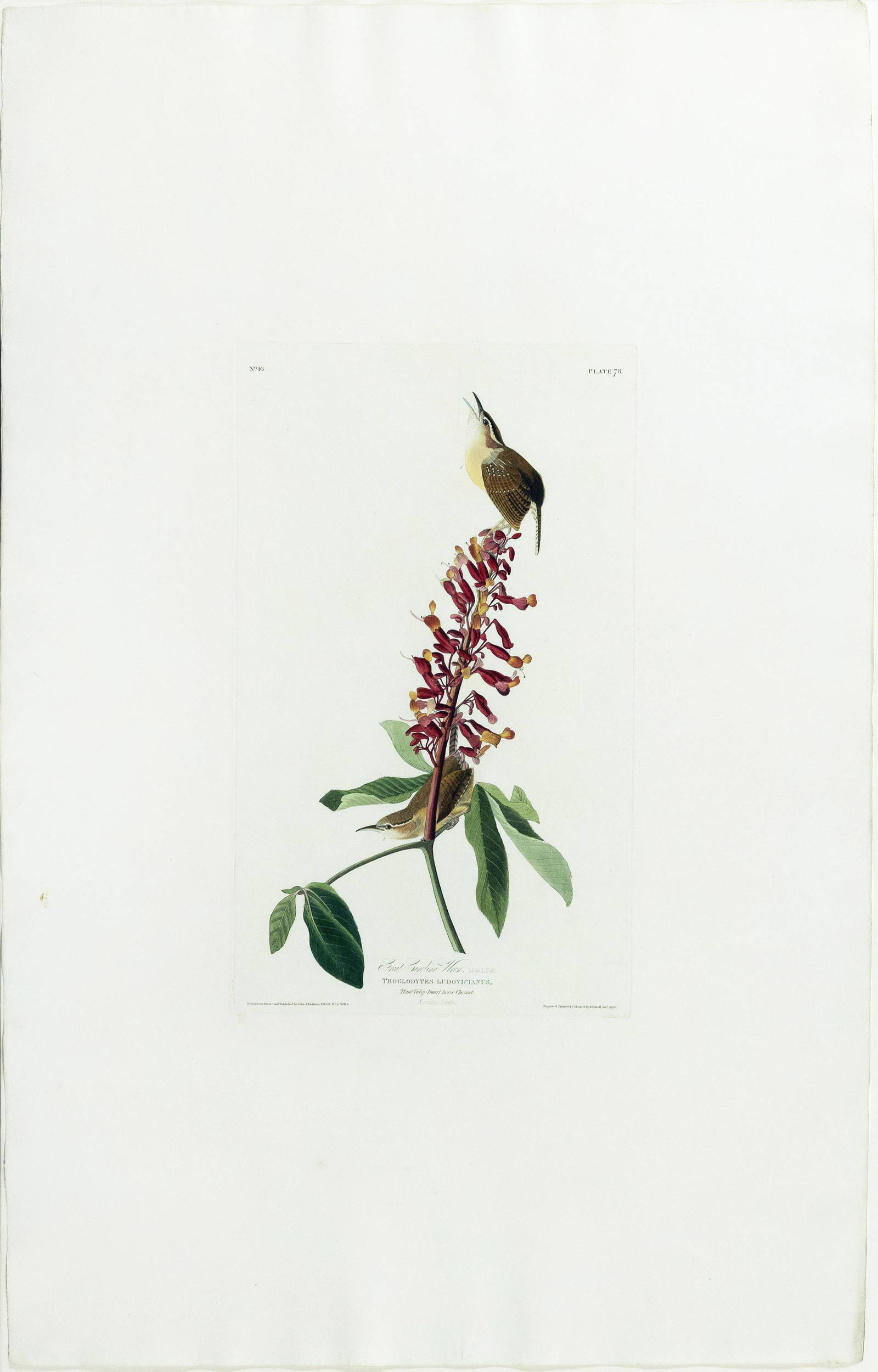 Audubon Aquatint, Great Carolina Wren Auction