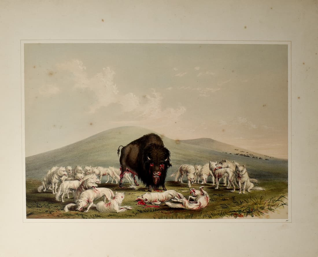 Catlin, Buffalo Hunt, White Wolves Attacking a Buffalo Bull (1 of 1)