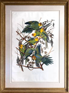 Audubon Aquatint, Carolina Parrot: AUDUBON, John James (1785 - 1851). Carolina Parrot, Plate 26. Aquatint engraving with original hand color. London: Robert Havell, 1827-1838. 38” x 24 7/8” sheet, 49 ½” x 37” framed. 