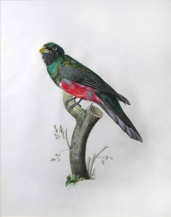 Barraband Original Watercolor, Male South American Trogon: BARRABAND, Jacques (French, 1767-1809). Male South American Trogon (Togonidae SP). Watercolor and gouache heightened with gold, over black chalk. Inscription in pencil upper right: Couroucous 20/1; al