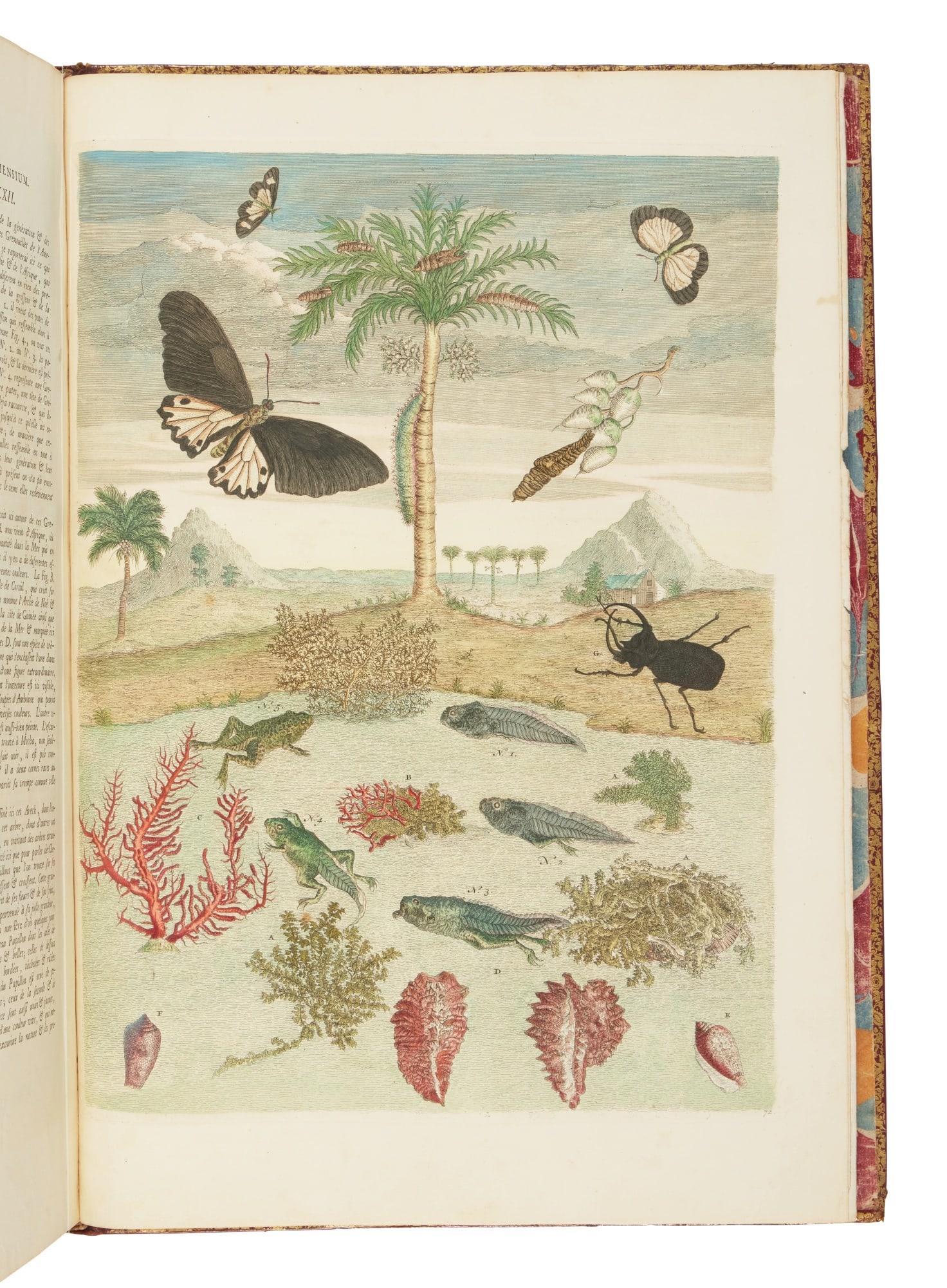 Maria Sibylla Merian, Dissertatio de Generatione et Metamorphosibus Insectorum Surinamensium (1 of 7)